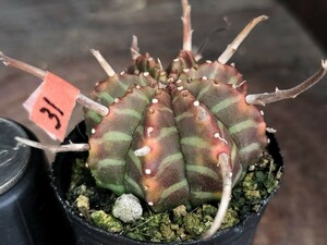 ３１実生　SBV　雌雄不明　スーパーブラックバリダ　キズあり　多肉植物　ユーフォルビア　発根済み　ロウルサンコ　