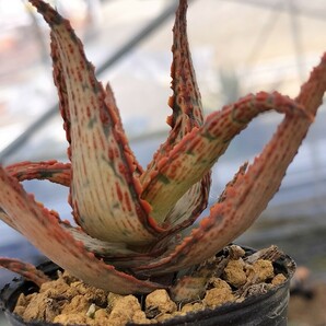 太陽神 キズあり 多肉植物 アロエ 発根済み ロウルサンコ の画像6