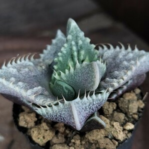 実生 コンクリートジャングル キズあり 多肉植物 フォーカリア 発根済み ロウルサンコ の画像6