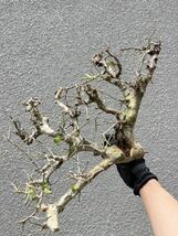 Commiphora Campestris③芽吹 コミフォラ カンペストリス 灌木 塊根 現地球 現地株 抜き苗 パキポディウム オペルクリカリア コーデックス _画像3