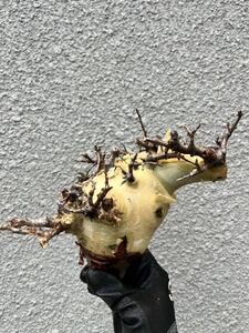 Commiphora Kataf Var Turkanensis① コミフォラ カタフ ターカネンシス 抜き苗 現地球 輸入株 塊根 パキプス コーデックス グラキリス 