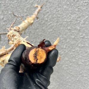 Commiphora Kataf コミフォラ カタフ ピュア リアル ① ソマリア産 灌木 抜き苗 現地球 輸入株 塊根 パキプス コーデックス オベサ シダの画像6