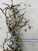 Commiphora Holtziana④芽吹多数 コミフォラ ホルトジアナ 灌木 塊根 現地球 現地株 抜き苗 フォークイエリア アデニア コーデックス シダ_画像6