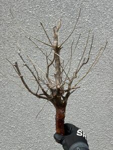 Commiphora Mildbraedii④新鮮ナーセリー株 コミフォラ ミルドブラエディ 灌木 塊根 現地球 現地株 抜き苗 ユーフォルビア コピアポア シダ