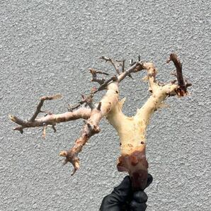 Commiphora Kataf コミフォラ カタフ ピュア リアル ③ ソマリア産 灌木 抜き苗 現地球 輸入株 塊根 オペルクリカリア ビカクシダ エイル の画像1