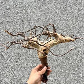 Commiphora Kataf コミフォラ カタフ ピュア リアル ⑧ ソマリア産 灌木 抜き苗 現地球 輸入株 塊根 オペルクリカリア フォークイエリアの画像1