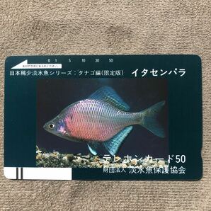 240426 動物 イタセンパラ タナゴ編 淡水魚保護協会の画像1