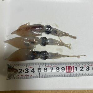 富山県産 ⑩大粒冷凍ホタルイカ 55匹前後(およそ500g)×9 釣りえさの画像3