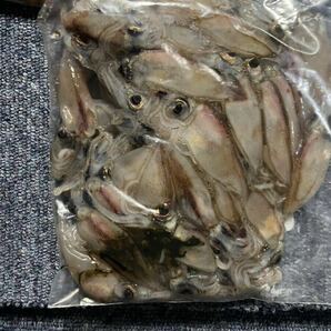 富山県産 ⑩大粒冷凍ホタルイカ 55匹前後(およそ500g)×9 釣りえさの画像5