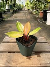 フィロデンドロン・インペリアルレッド ★ Philodendron Imperial-Red_画像1