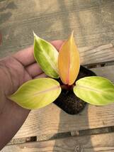 フィロデンドロン・インペリアルレッド ★ Philodendron Imperial-Red_画像3