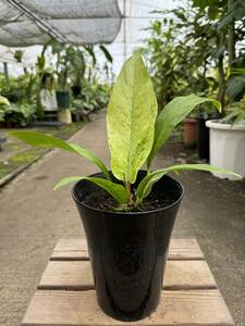 アンスリウム・フーケリー・斑入 ★ Anthurium Hookeri Variegata