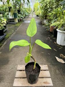 フィロデンドロン・SP・ヌエバエスペランサ ★ Philodendron SP ‘ Nueva -Esperanza ‘