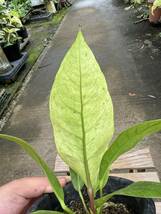 アンスリウム・フーケリー・斑入 ★ Anthurium Hookeri Variegata_画像6