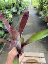 ネオレゲリア・ストルミべゼット ★ Neoregelia -_画像5