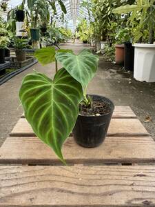 フィロデンドロン・ベルコーサム ★ Philodendron Verrucosum