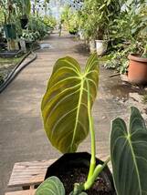 フィロデンドロン・メラノクリサム・斑入 ★ Philodendron Melanocrysum Variegata_画像5