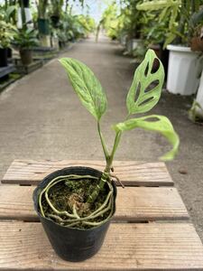 モンステラ・アダンソニー・ミント斑入 ★ Monstera Adansonii Mint-Variegata