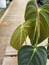 フィロデンドロン・メラノクリサム ★ Philodendron Melanocrysum _画像8