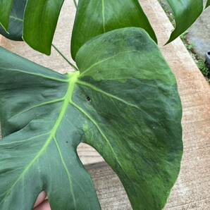 モンステラ・デリシオサ・福助 ★ Monstera deliciosa var. Fukusuke-Formの画像4