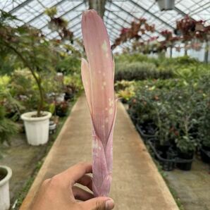 ビルベルギア・ルイーズ・スペシャル・ココ ★ Billbergia Louise Special ' Coco 'の画像1