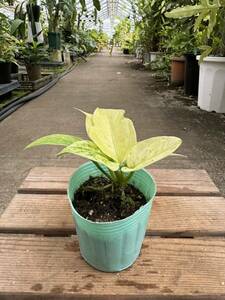 アンスリウム・フーケリー・実生・斑入 ★ Anthurium Hookeri Variegata