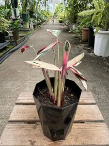 クテナンテ・オッペンハイミアナ・トリカラー ★Ctenanthe Oppenheimiana ' Tricolor '