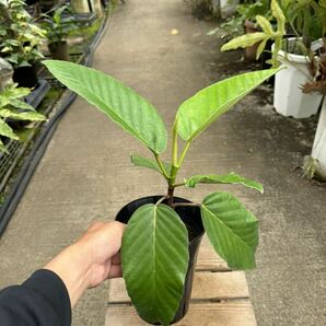 フィッカス・フロリス ★ Ficus Bussei ' Floris 'の画像7