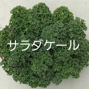 サラダケール【農薬不使用】カリーノケール