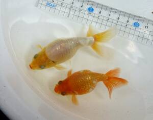 ◎出雲ナンキン　　　明け２歳魚　2匹まとめて　　　（超優良血統　　現物出品です ）　　