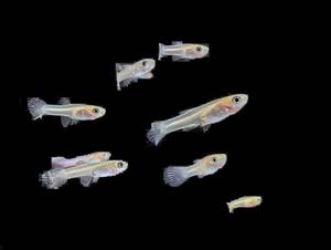 《熱帯魚》 グッピー 赤ちゃん 17匹＋ 生体保証分3匹 稚魚（約0.7cm～1cm）