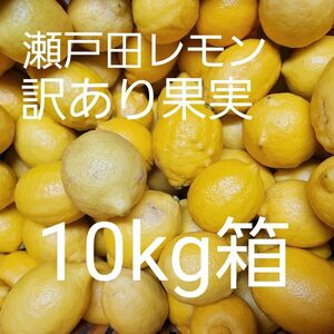 瀬戸田レモン　訳あり果　10kg