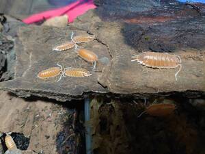  ５匹セット、オマケ+１匹 Porcellio magnificus ワラジムシ ダンゴムシ