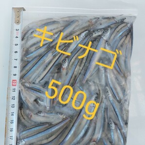 釣り餌冷凍キビナゴ500g！！観賞魚の餌等にも!!の画像1