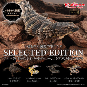 いきもの大図鑑アドバンス SELECTED EDITION 全4種 オンライン販売版 未開封 アルマジロトカゲ レオパードゲッコー ニシアフリカトカゲ