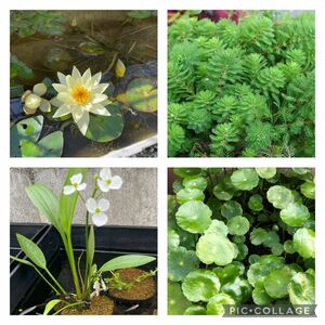 水草セット　姫睡蓮　ヘルボラ　ビオトープ　寄せ植え　水槽水草　浮き草　産卵床　暑さ対策に