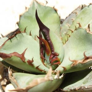  agave chitanota...1 stock departure root ending 