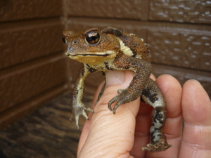 ☆　Sサイズ　ヒキガエル　約7.5㎝　☆　同梱可能　　⑲