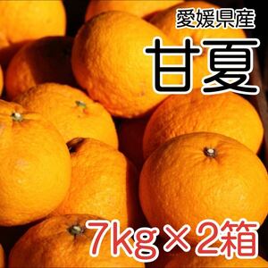 甘夏7kg×2箱 2399円 愛媛県産 訳あり家庭用 柑橘