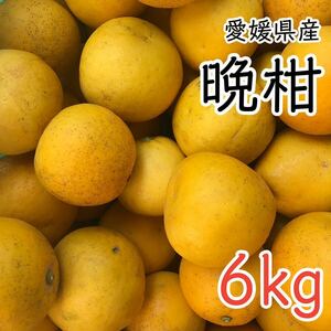 晩柑6kg×1箱 1399円 愛媛県産 訳あり家庭用 柑橘