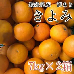 2きよみ7kg×2箱 2599円 愛媛県産 訳あり家庭用 柑橘