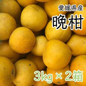 晩柑3kg×2箱 1699円 愛媛県産 訳あり家庭用 柑橘