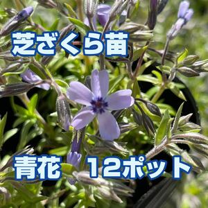 芝桜【青花】苗、12ポット