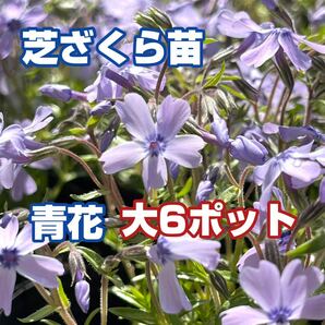 芝桜【青】大苗、6ポット