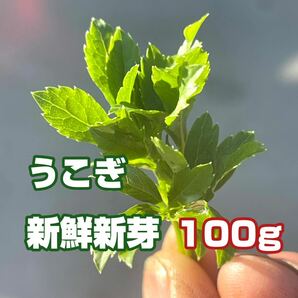 ウコギ新芽（葉）100g