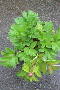 たてばシャクヤク座ればボタンのシャクヤクです芍薬【オリエンタルイエロー】