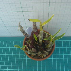 長生蘭 石斛 園芸植物 2の画像4