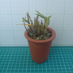 長生蘭 石斛 園芸植物 4の画像3