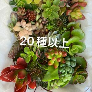 小　多肉植物　カット苗　チマチマ寄せ植え　カラフル寄せ植え　詰め合わせ