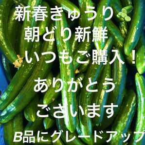 春の新きゅうり販売初めました。数量限定！B品グレードアップ！5キロ！新鮮野菜です。セール、特価品です。よろしくお願いいたします。